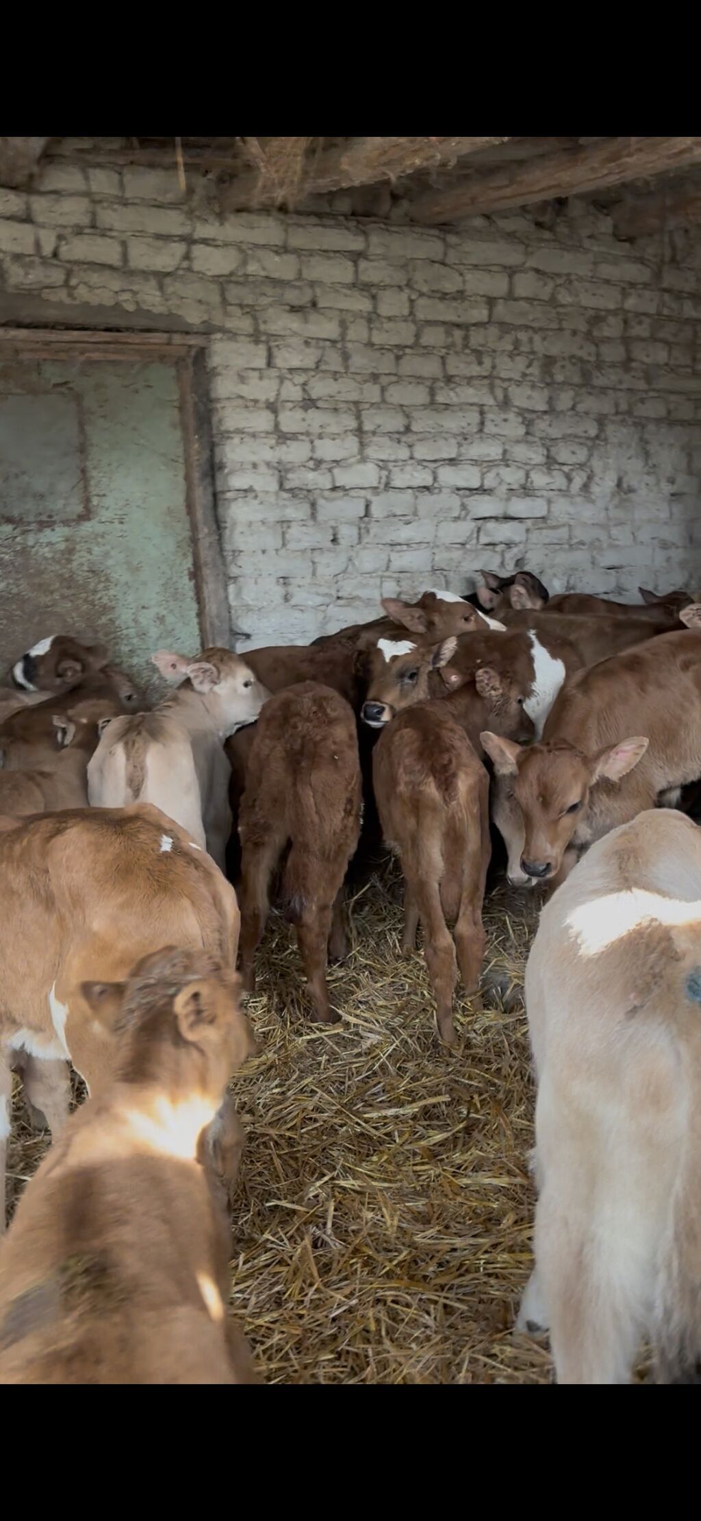 Saf fransız mənşəli Limuzin cinsli buzovlar - Cins: Limuzin (ətlik - şəkil 2