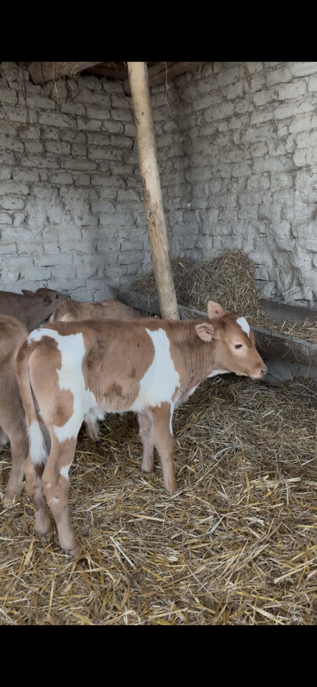 Saf fransız mənşəli Limuzin cinsli buzovlar - Cins: Limuzin (ətlik - şəkil 3
