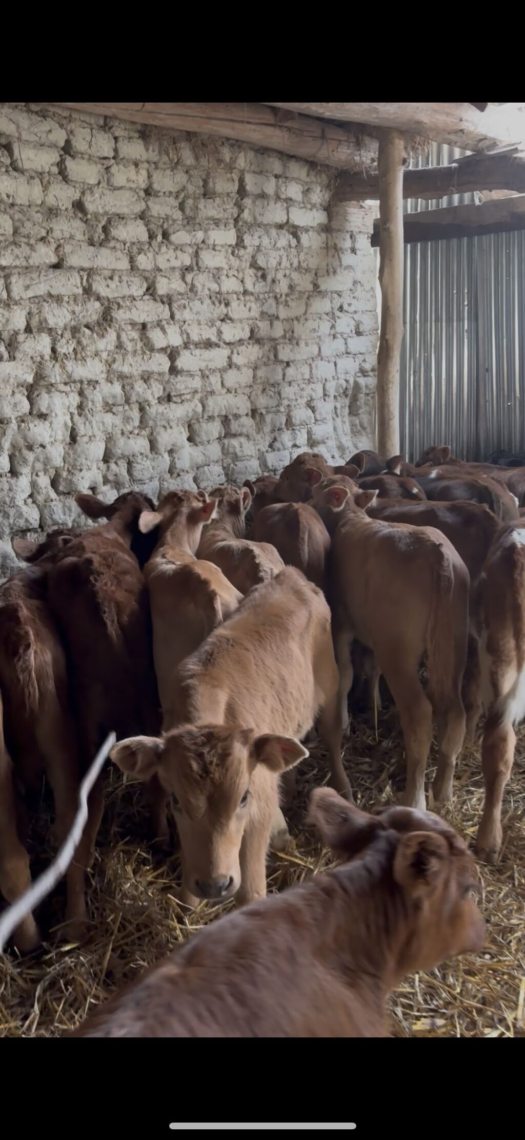 Saf fransız mənşəli Limuzin cinsli buzovlar - Cins: Limuzin (ətlik - şəkil 4
