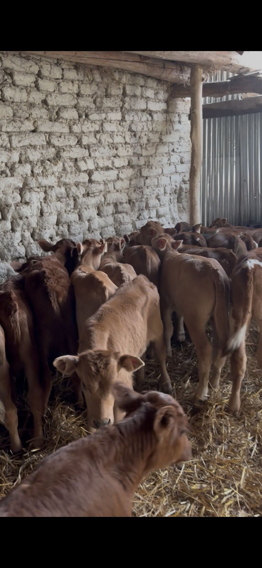 Saf fransız mənşəli Limuzin cinsli buzovlar - Cins: Limuzin (ətlik - şəkil 5