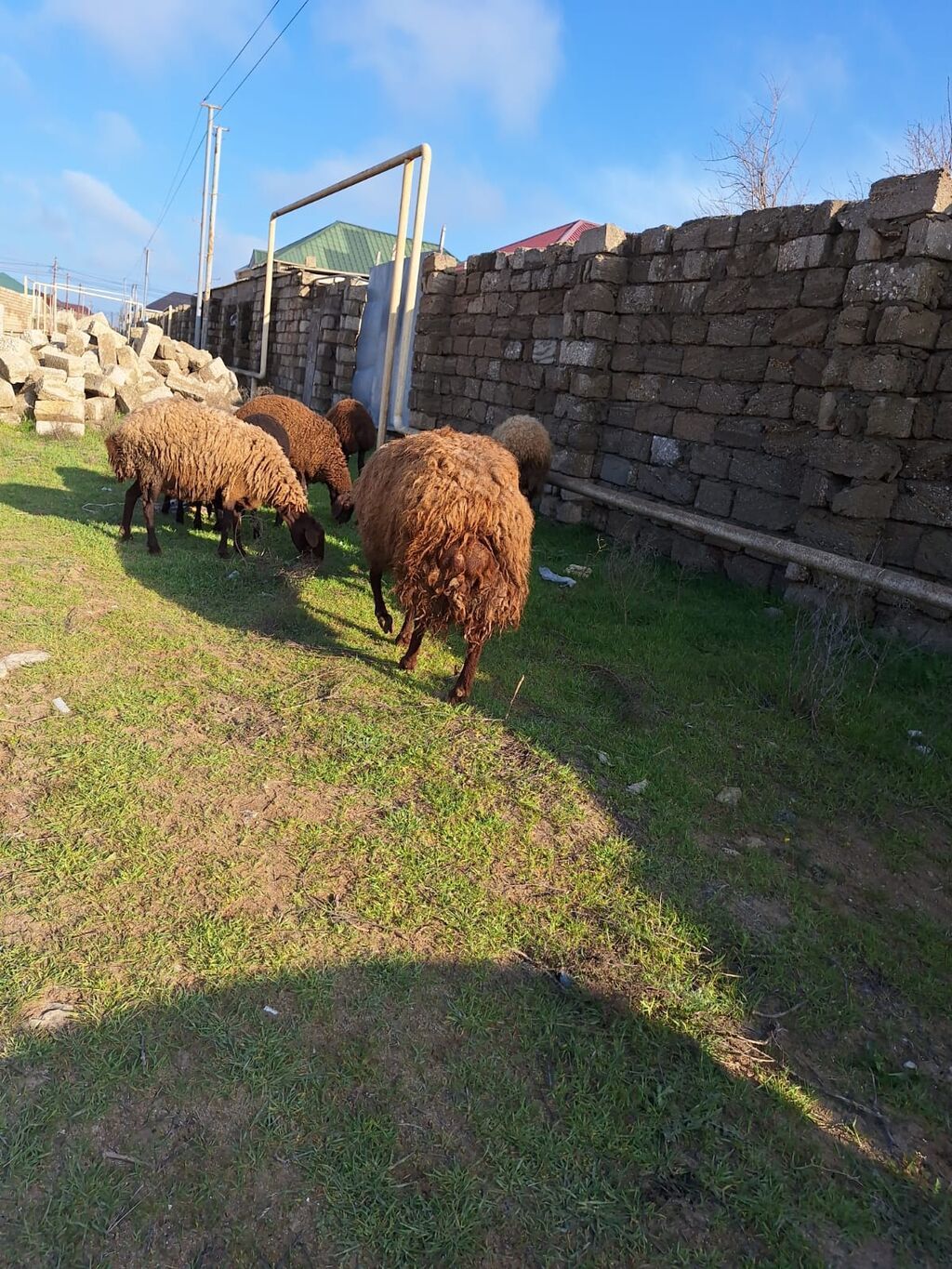 Qala qoçu satılır. 1yaş 11 aylıqdır. Tam sağlamdır. Qoyun sürməyi