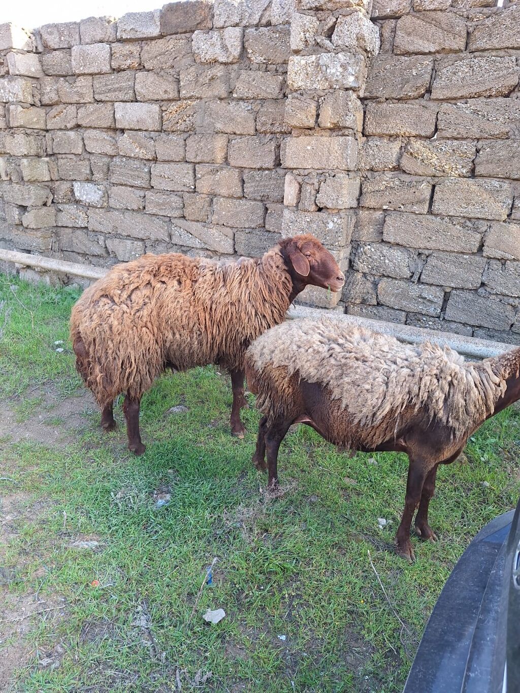 Qala qoçu satılır. 1yaş 11 aylıqdır. Tam sağlamdır. Qoyun sürməyi - şəkil 2