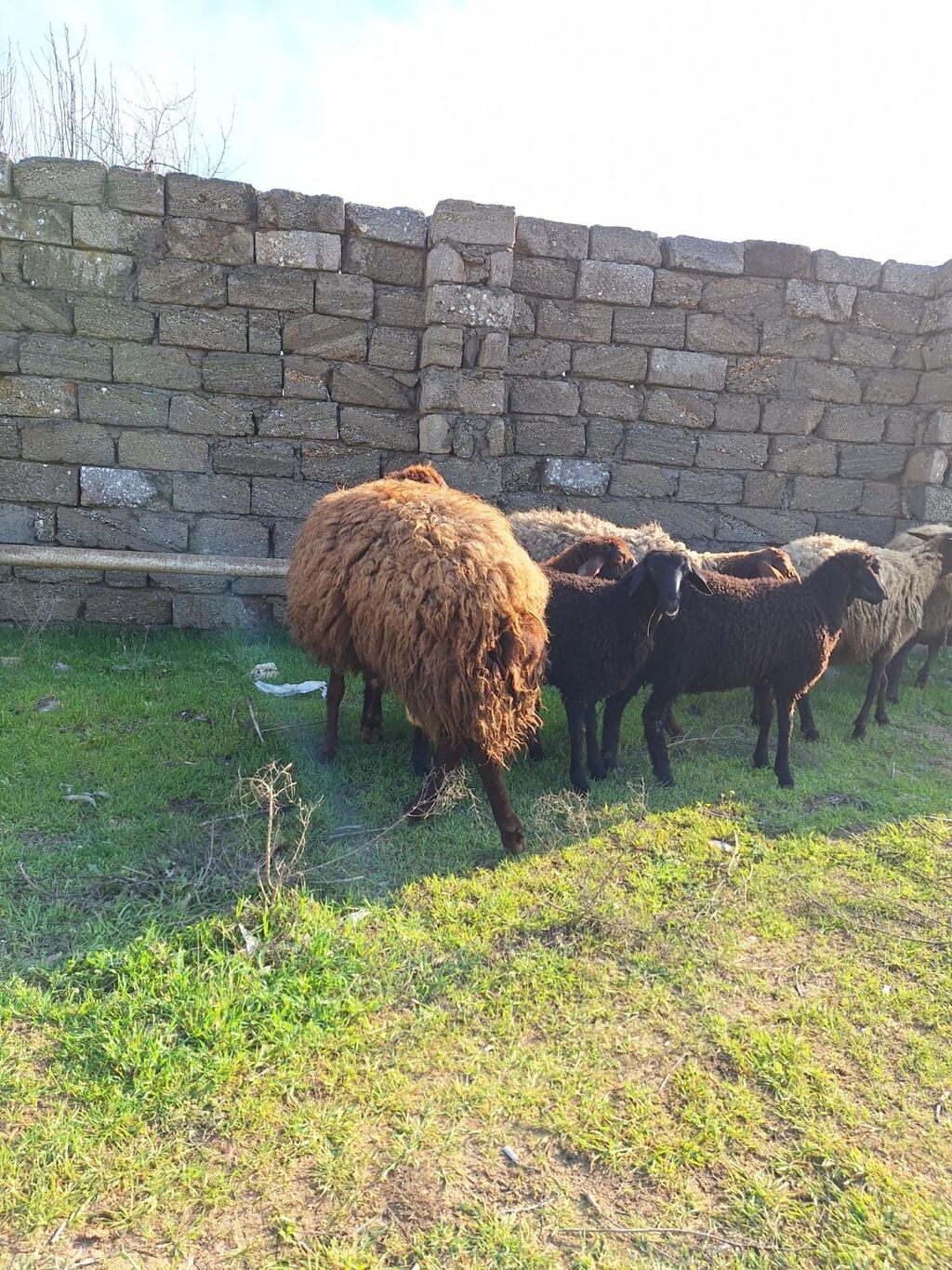 Qala qoçu satılır. 1yaş 11 aylıqdır. Tam sağlamdır. Qoyun sürməyi - şəkil 3