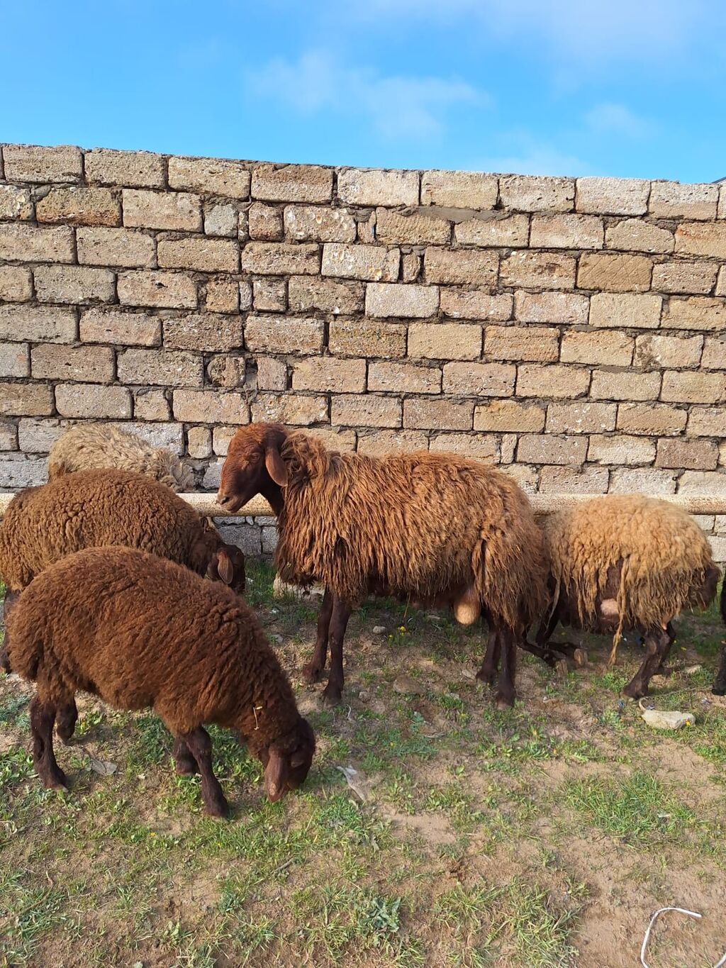 Qala qoçu satılır. 1yaş 11 aylıqdır. Tam sağlamdır. Qoyun sürməyi - şəkil 4