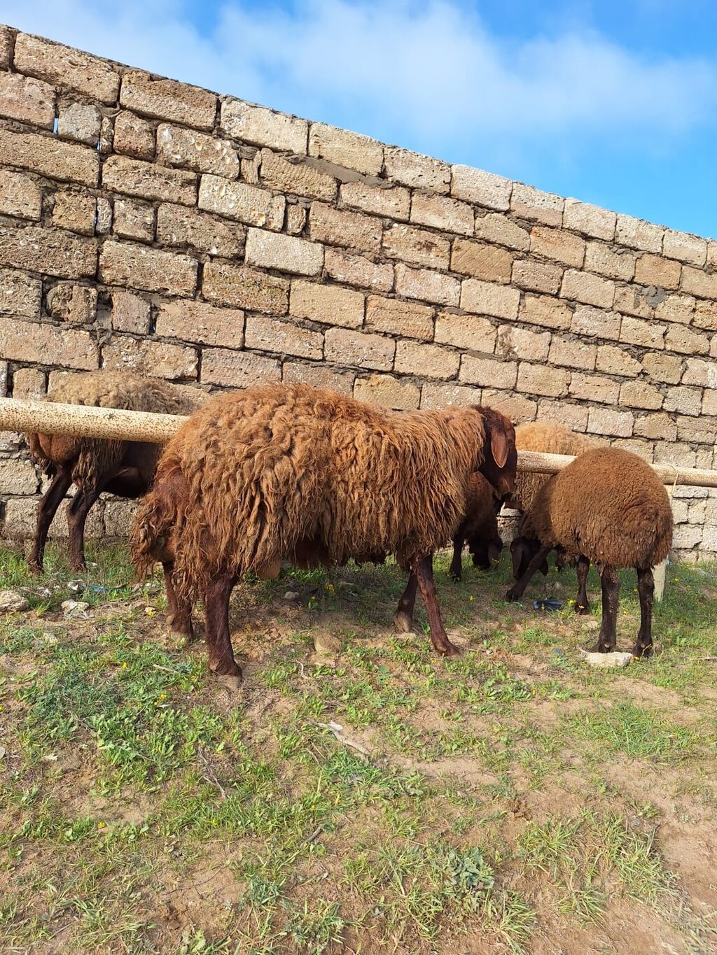 Qala qoçu satılır. 1yaş 11 aylıqdır. Tam sağlamdır. Qoyun sürməyi - şəkil 5