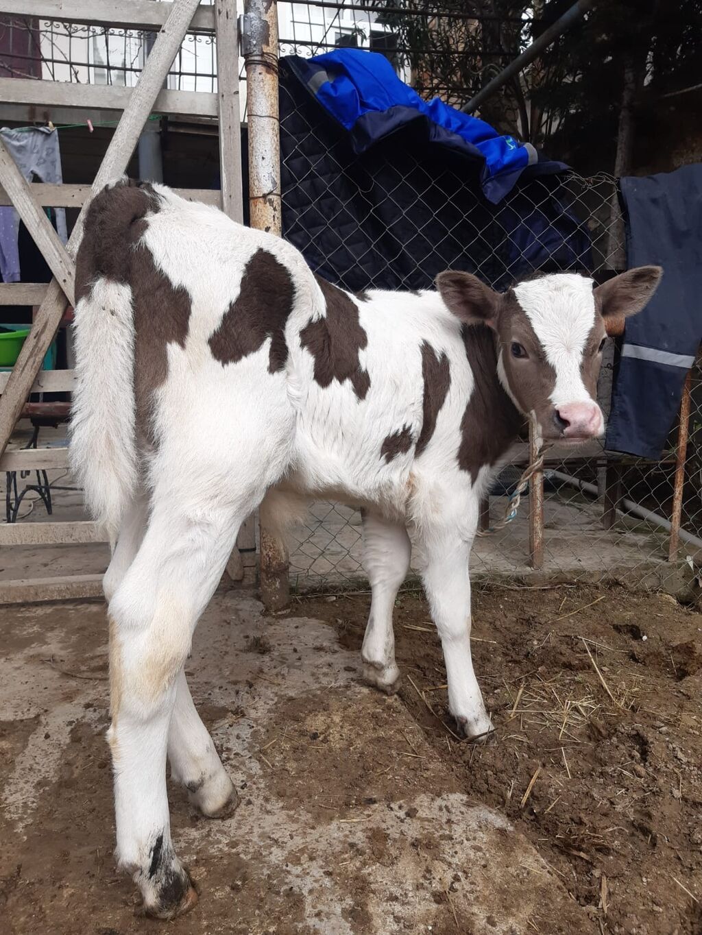 1 ci qarina super ağ kiprik ivanovka ineyi erkek bala 13 14 l sud