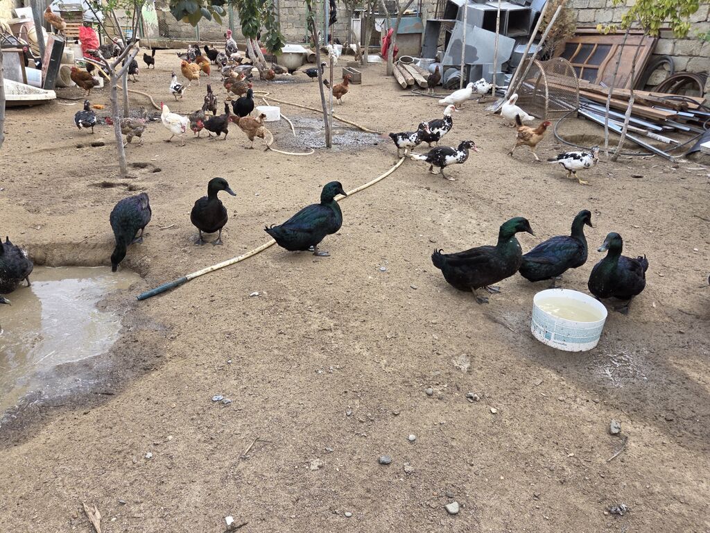 Təmiz qara erkəy dişi kayuqa sortu satılır.Fərə yumurtalayır. Vaçapnan