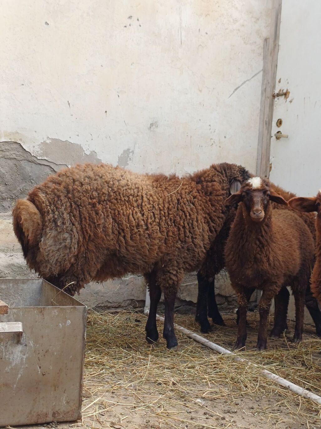 Quzular 6-7 ayliqdilar erkəkdilər xüsusi bəslənirlər meyvə tərəvəzlə