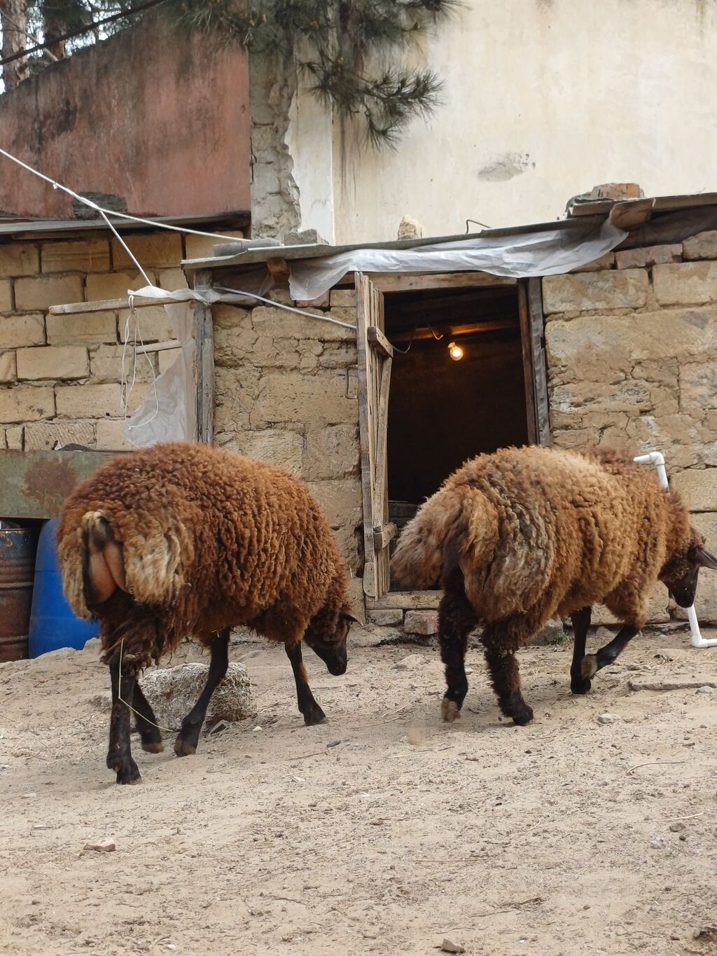 Quzular 6-7 ayliqdilar erkəkdilər xüsusi bəslənirlər meyvə tərəvəzlə - şəkil 2