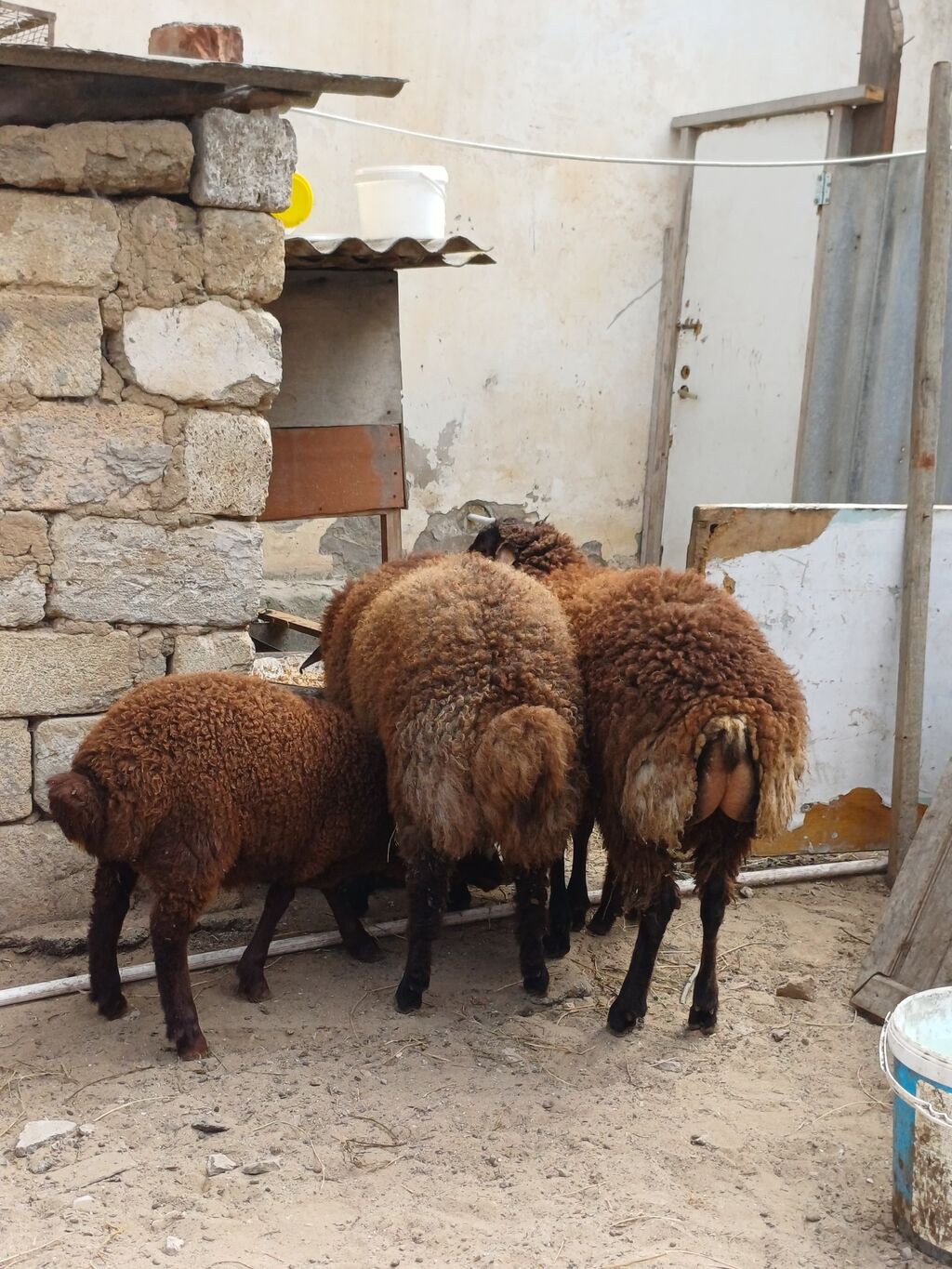 Quzular 6-7 ayliqdilar erkəkdilər xüsusi bəslənirlər meyvə tərəvəzlə - şəkil 3