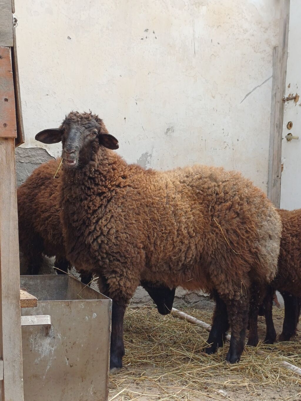 Quzular 6-7 ayliqdilar erkəkdilər xüsusi bəslənirlər meyvə tərəvəzlə - şəkil 4