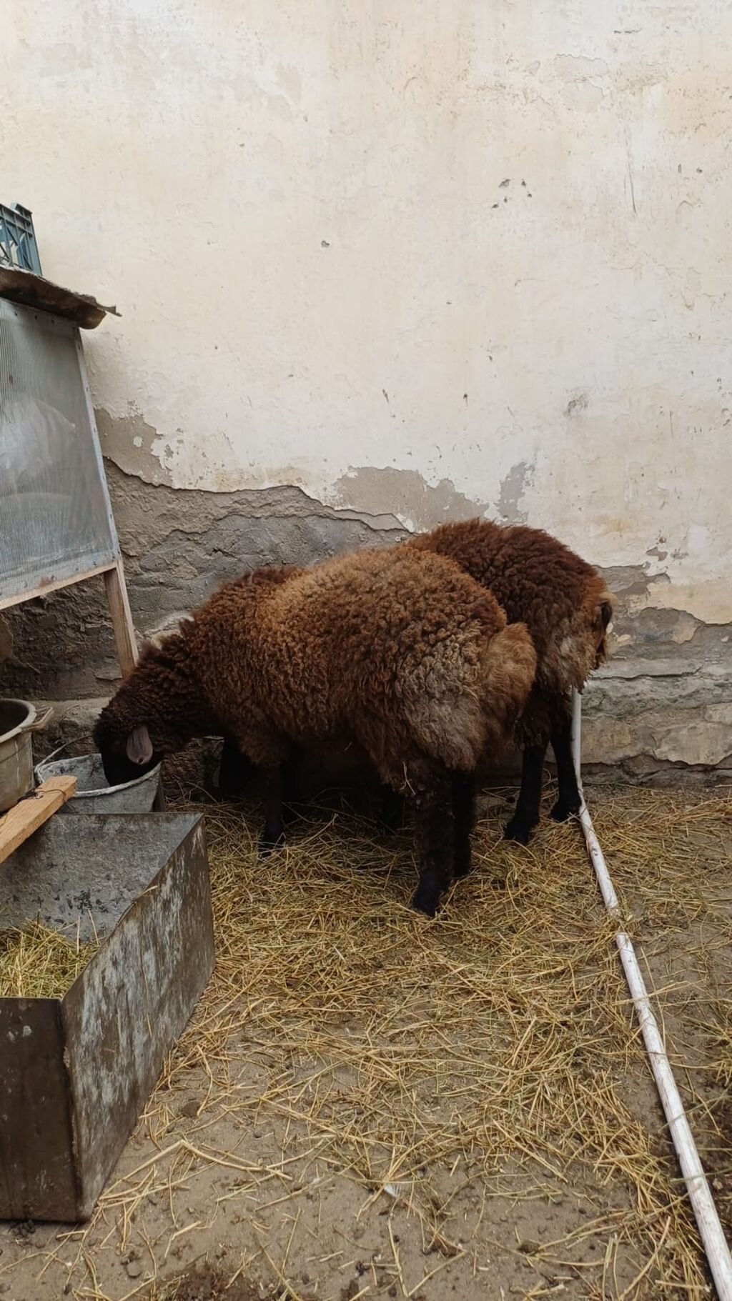 Quzular 6-7 ayliqdilar erkəkdilər xüsusi bəslənirlər meyvə tərəvəzlə - şəkil 5