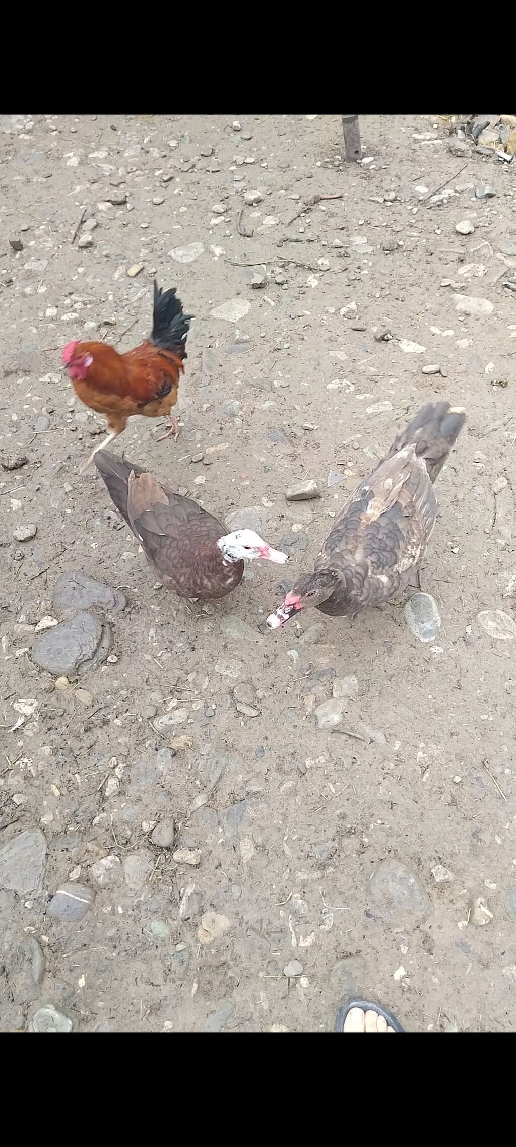 Erkək, Damazlıq, Ünvandan götürmə