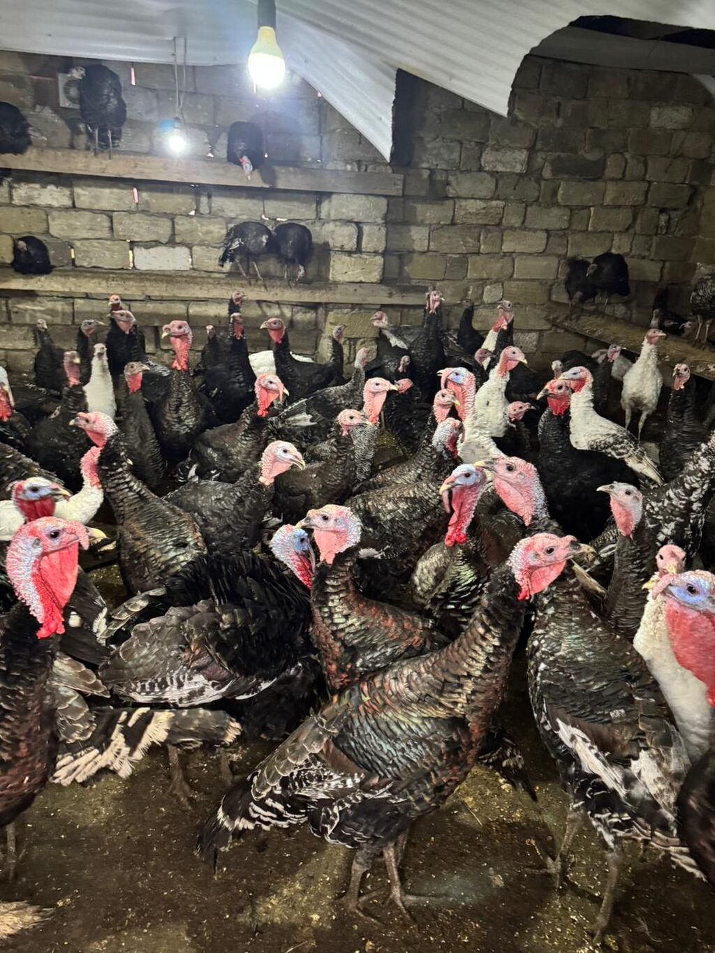 Məhsul: Hinduşka sürüsü Təsvir: - Şəkillərdə gördüyünüz damazlıq - şəkil 3