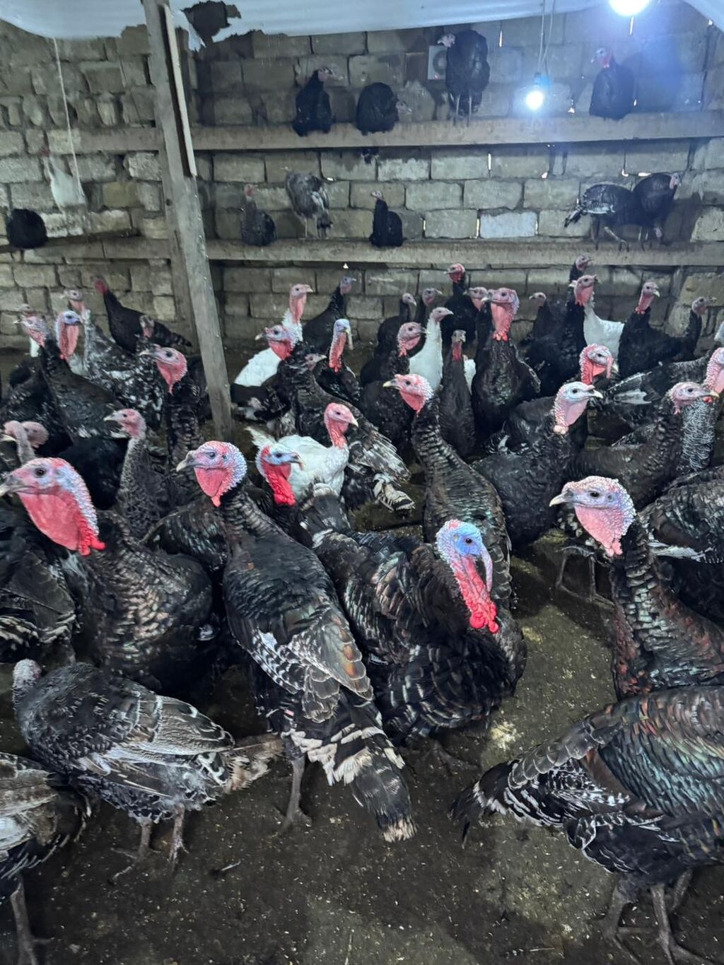 Məhsul: Hinduşka sürüsü Təsvir: - Şəkillərdə gördüyünüz damazlıq - şəkil 4