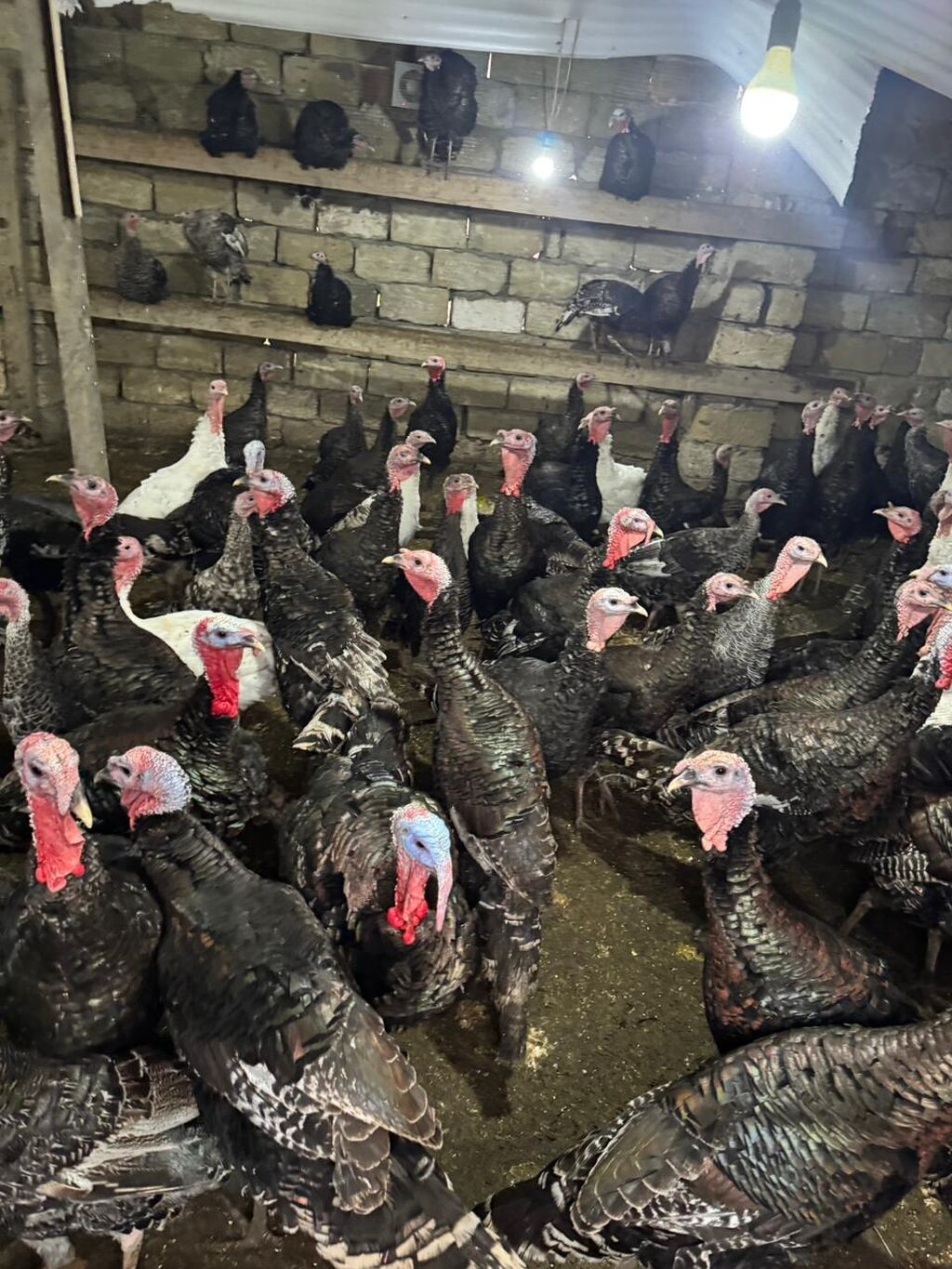 Məhsul: Hinduşka sürüsü Təsvir: - Şəkillərdə gördüyünüz damazlıq - şəkil 5