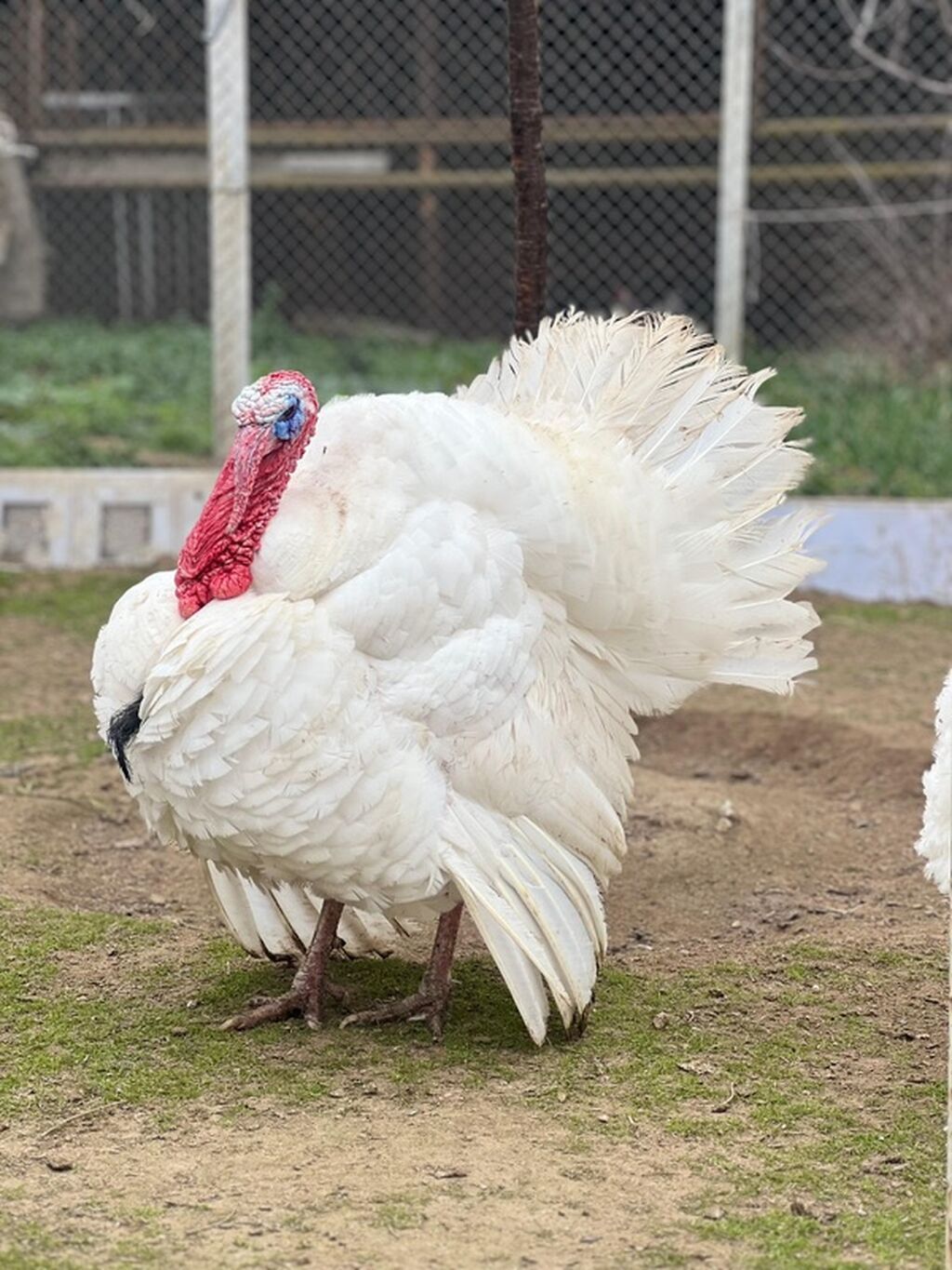Erkək, Damazlıq, Ödənişli çatdırılma - şəkil 2