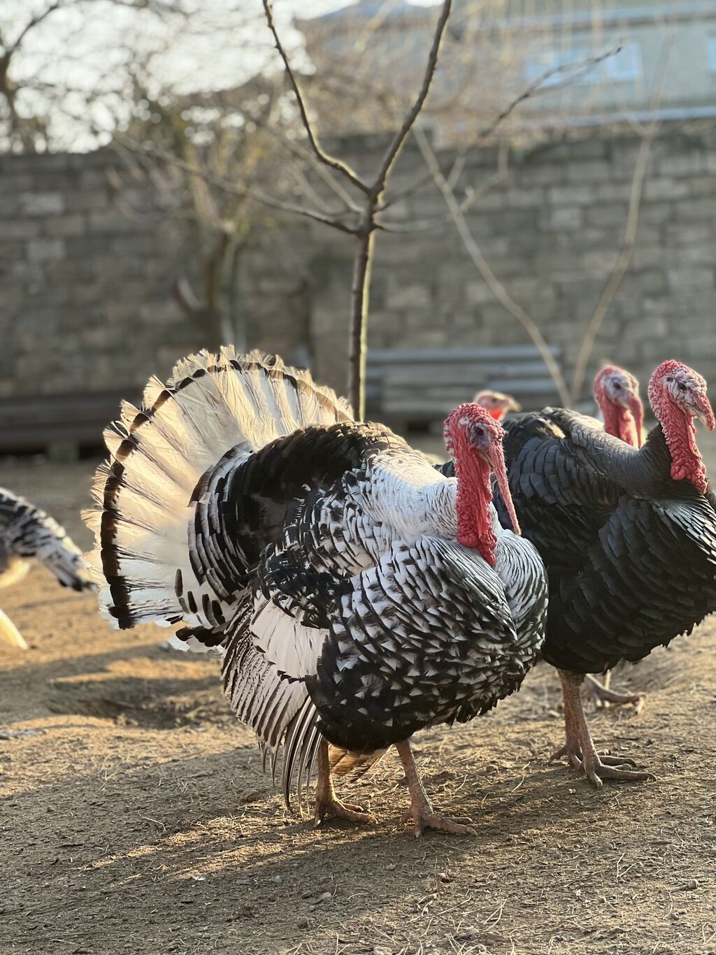 Erkək, Damazlıq, Ödənişli çatdırılma - şəkil 3