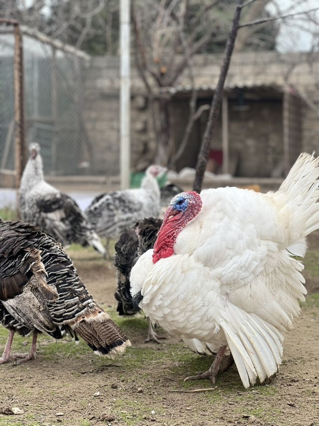 Erkək, Damazlıq, Ödənişli çatdırılma - şəkil 4