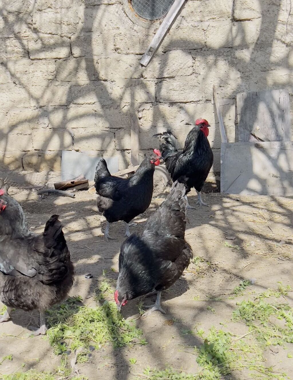 Erkək, Damazlıq, Ödənişli çatdırılma - şəkil 5