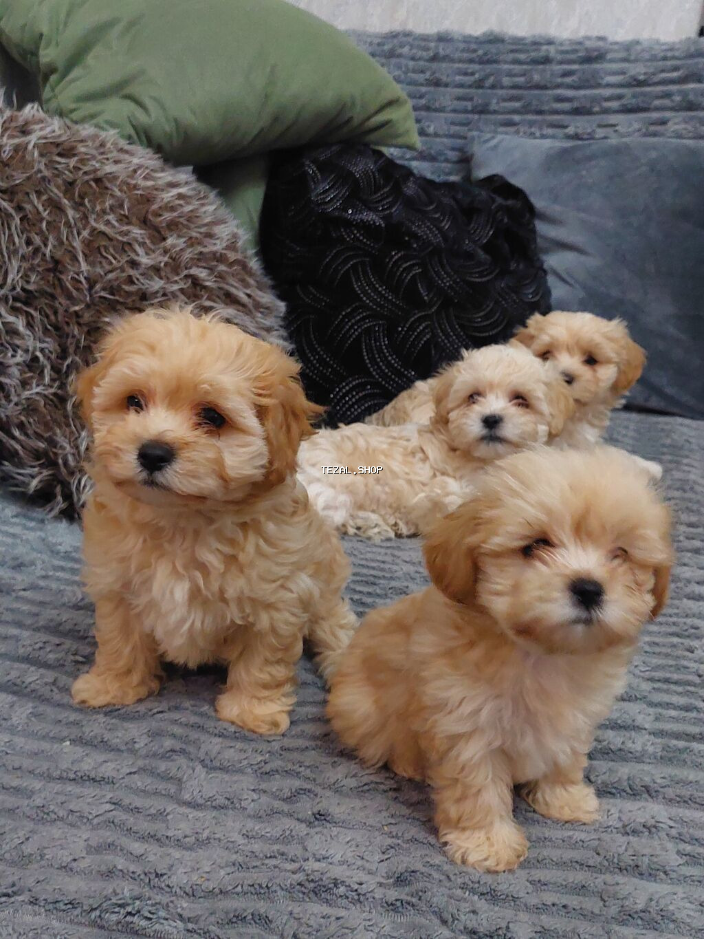 Salam mini maltes balonka 1 ay yarımlıqdır tam sağlamdır qarışıq cins