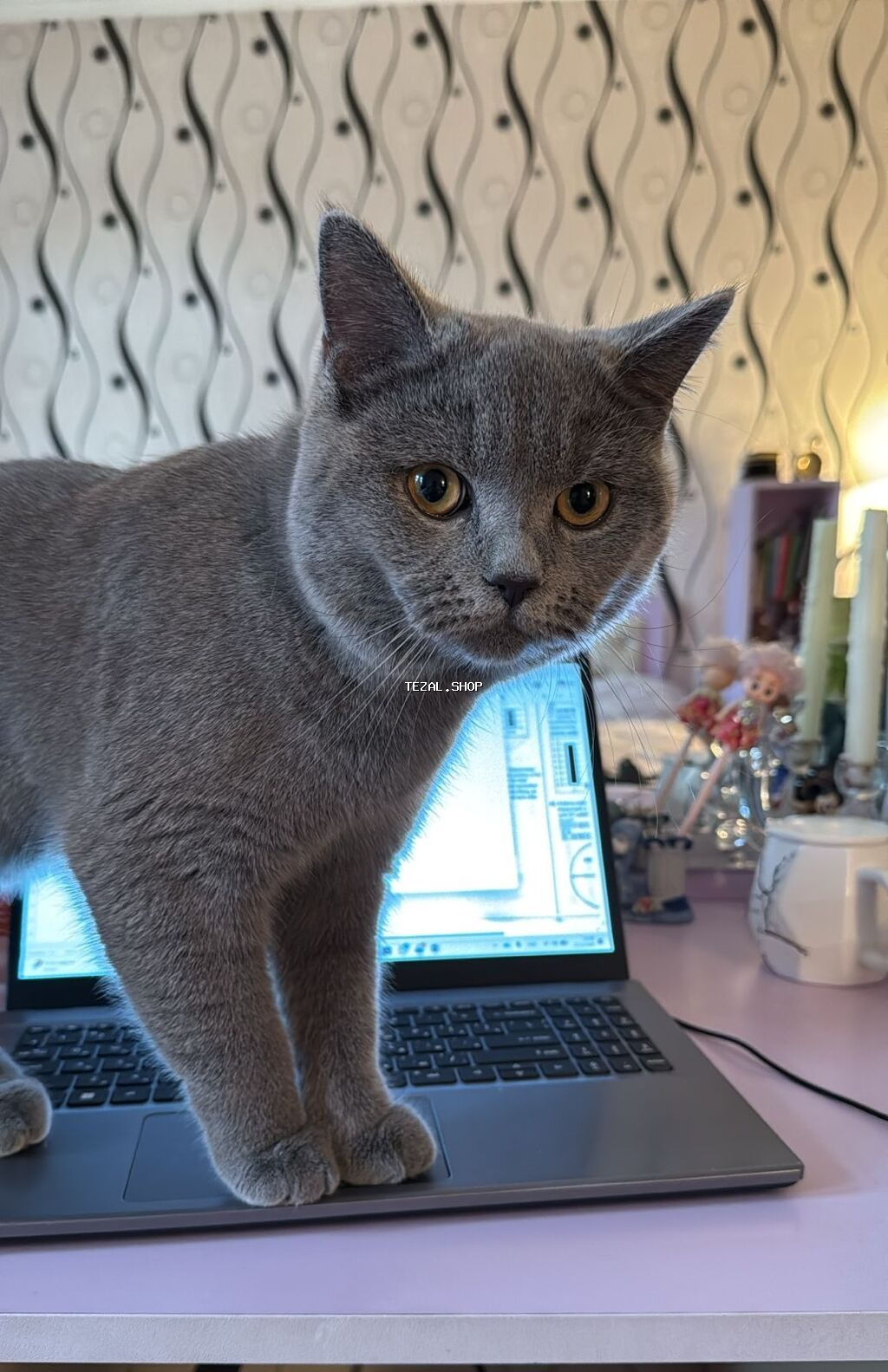 Britan, Erkək, Yaxşı əllərə, Pulsuz çatdırılma