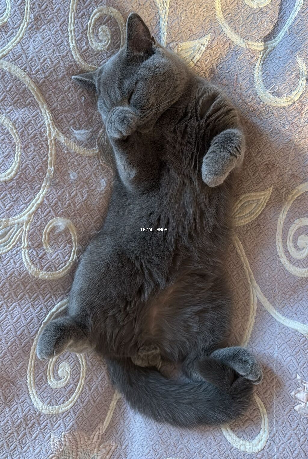 Britan, Erkək, Yaxşı əllərə, Pulsuz çatdırılma - şəkil 2