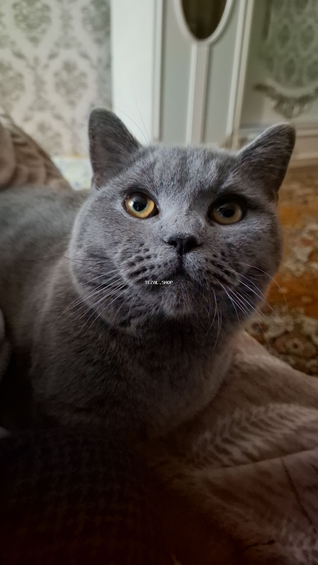 Britan, Erkək, Yaxşı əllərə, Pulsuz çatdırılma - şəkil 3