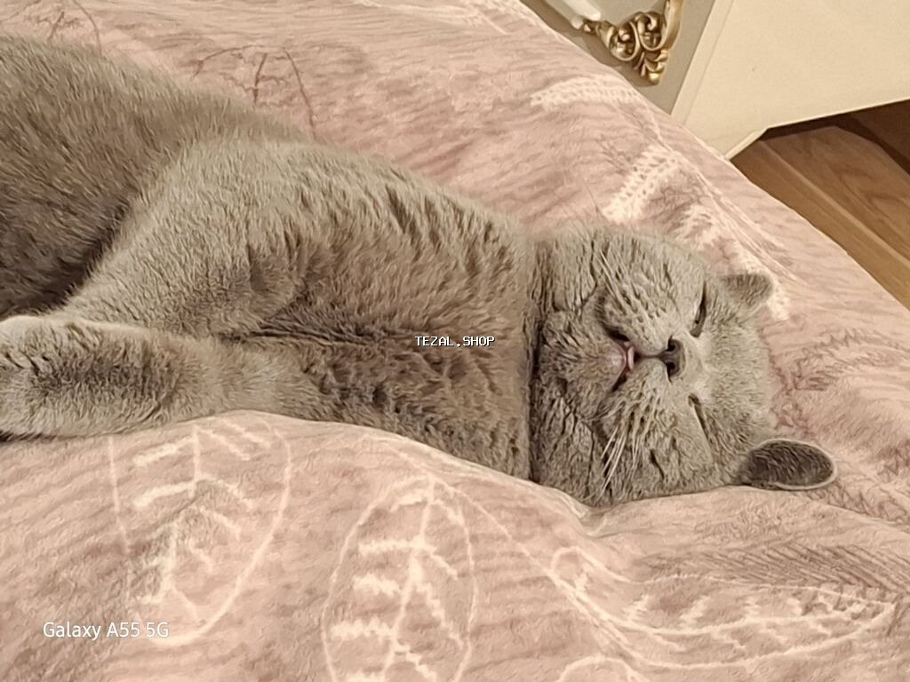 Britan, Erkək, Yaxşı əllərə, Pulsuz çatdırılma - şəkil 4