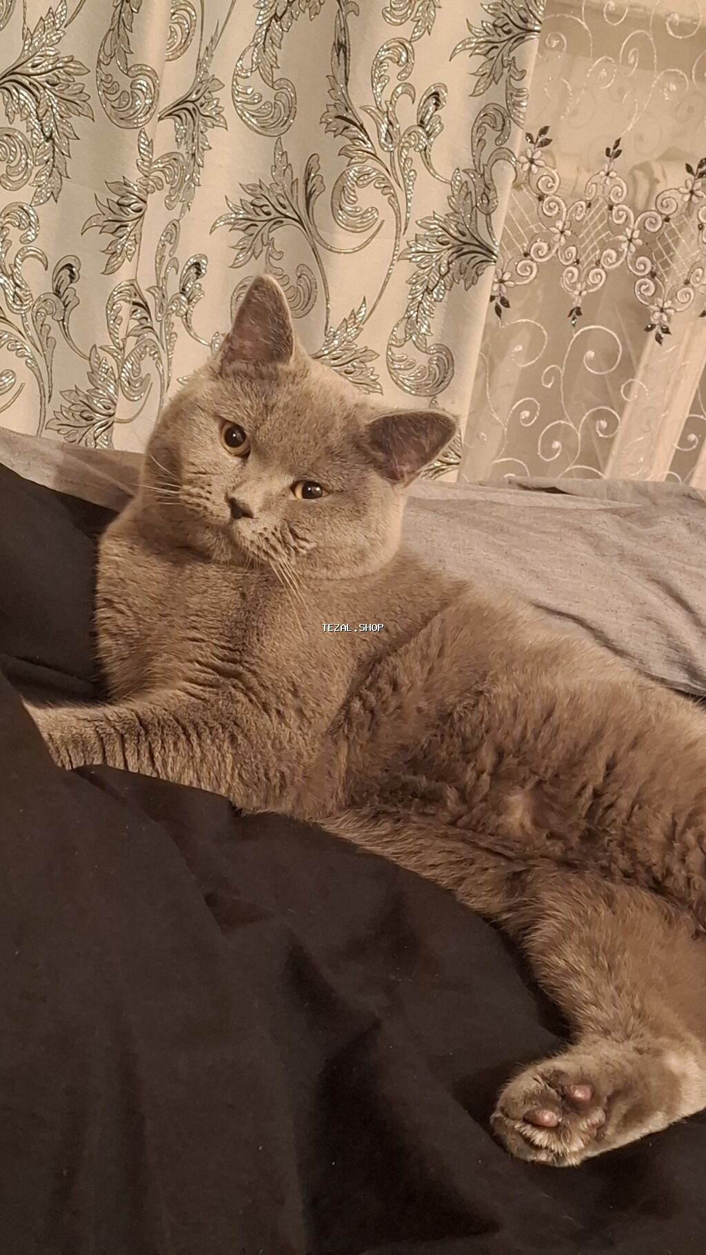 Britan, Erkək, Yaxşı əllərə, Pulsuz çatdırılma - şəkil 5