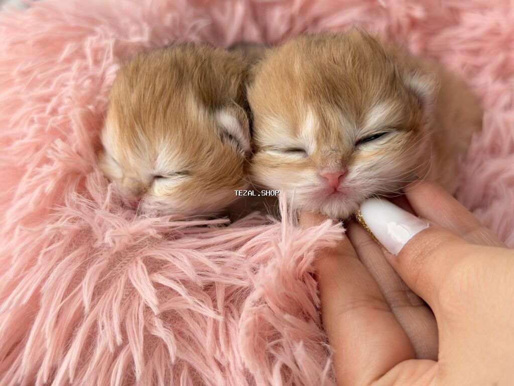 Qızıl şinşilla, Dişi