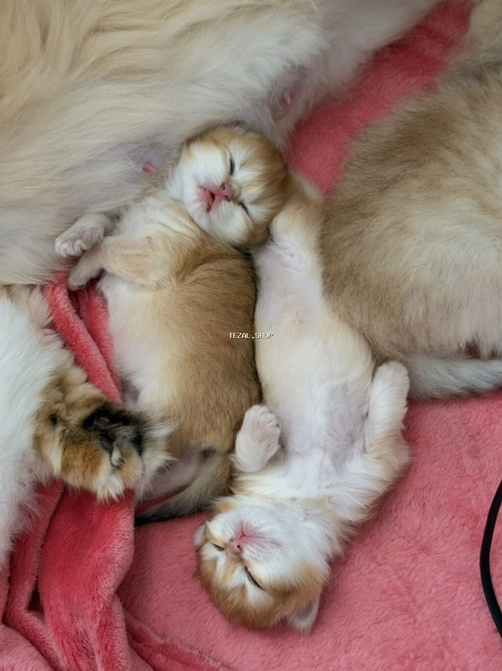 Qızıl şinşilla, Dişi - şəkil 2