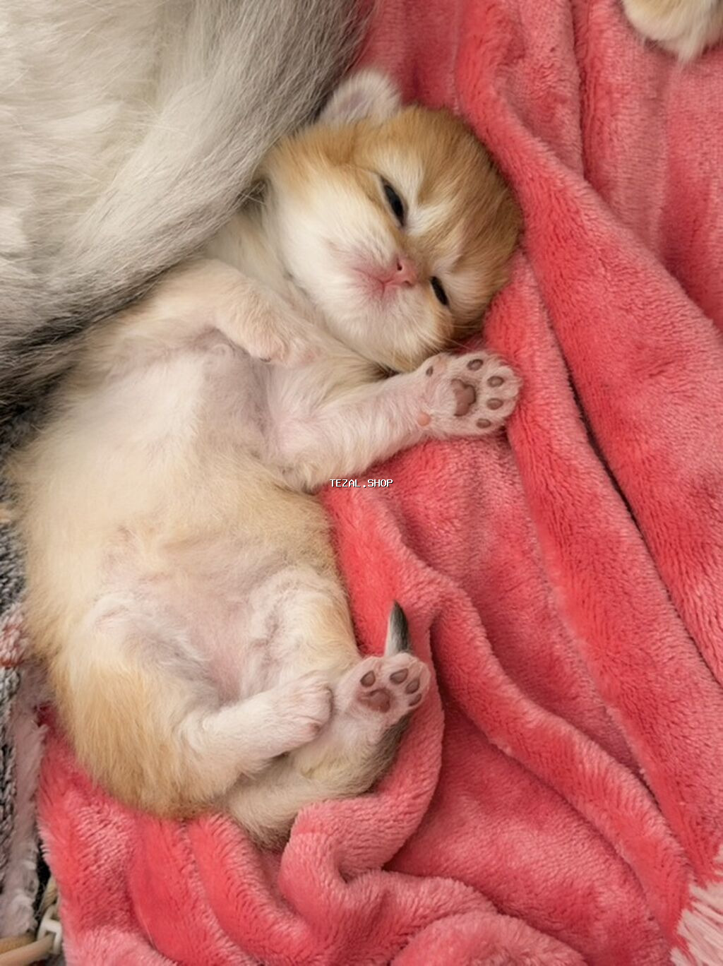 Qızıl şinşilla, Dişi - şəkil 3