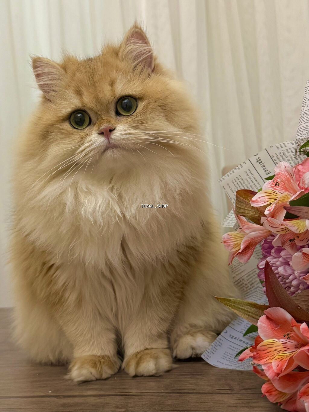 Qızıl şinşilla, Dişi - şəkil 4