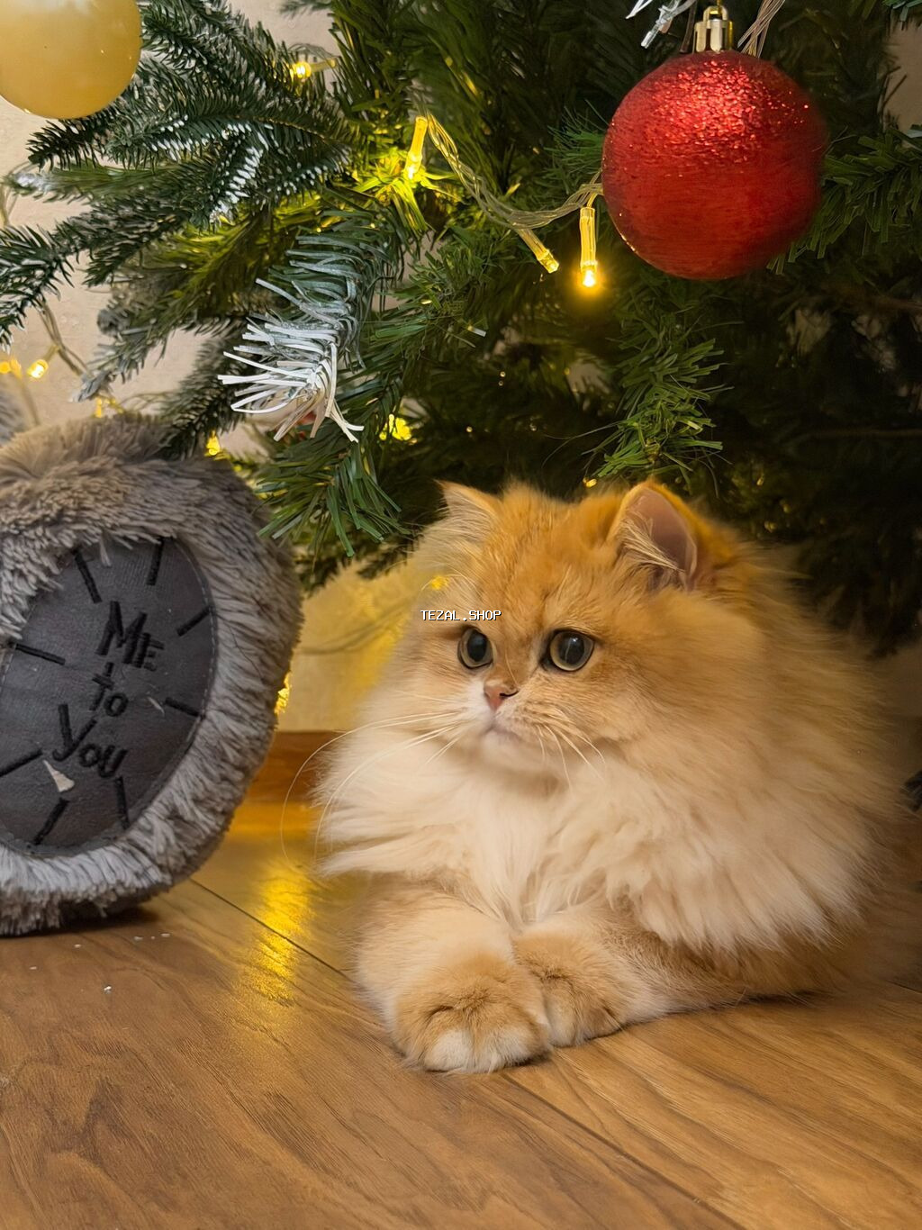 Qızıl şinşilla, Dişi - şəkil 5