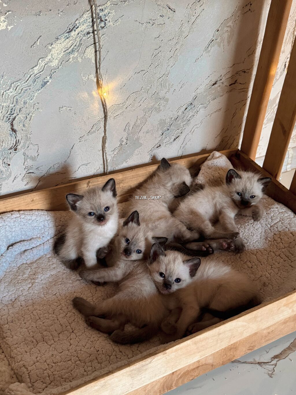 Siam, Erkək, Yaxşı əllərə, Ünvandan götürmə