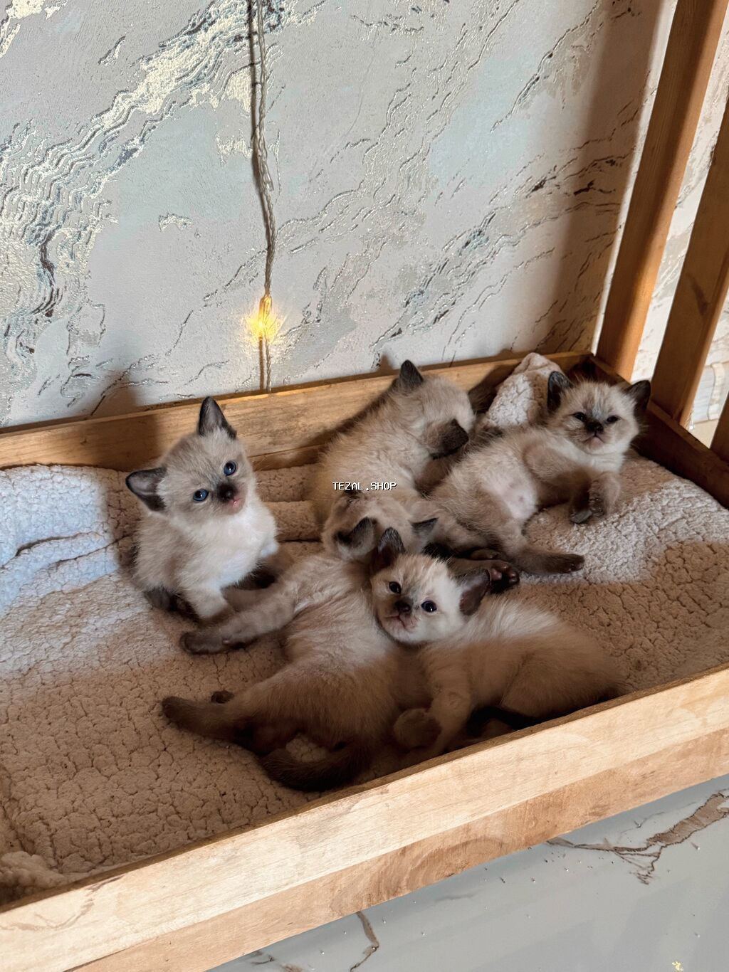 Siam, Erkək, Yaxşı əllərə, Ünvandan götürmə - şəkil 2