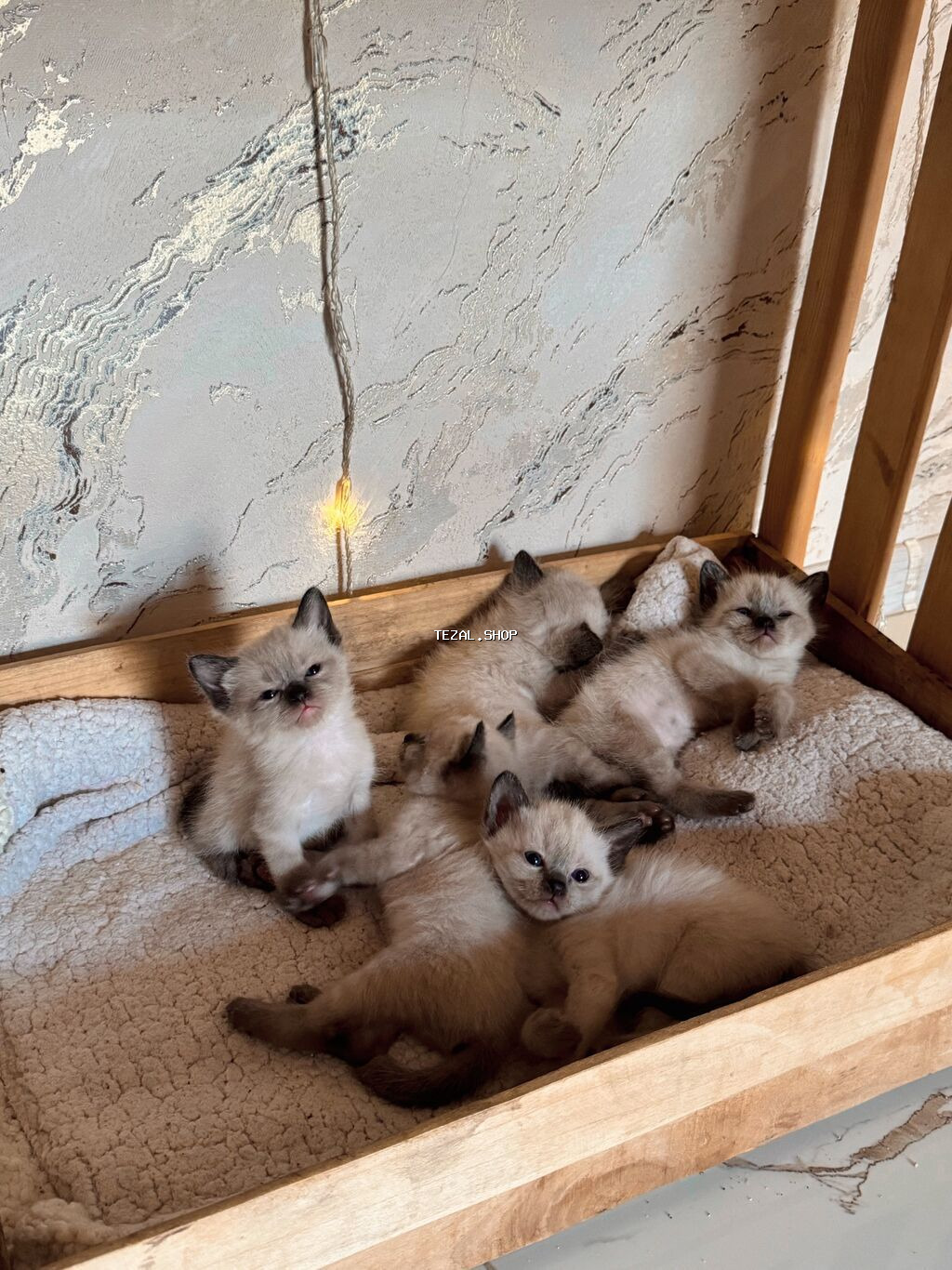 Siam, Erkək, Yaxşı əllərə, Ünvandan götürmə - şəkil 3