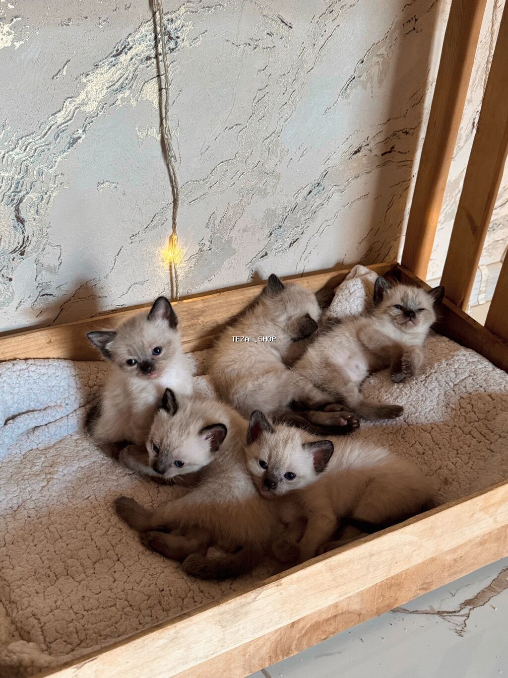 Siam, Erkək, Yaxşı əllərə, Ünvandan götürmə - şəkil 4