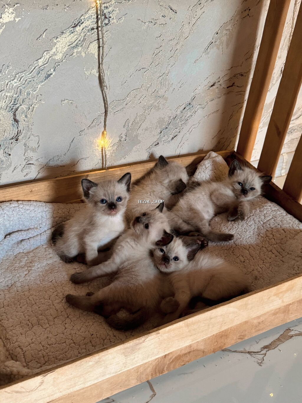 Siam, Erkək, Yaxşı əllərə, Ünvandan götürmə - şəkil 5