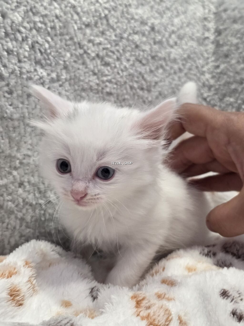 Yaxşı əllərə, Ödənişli çatdırılma