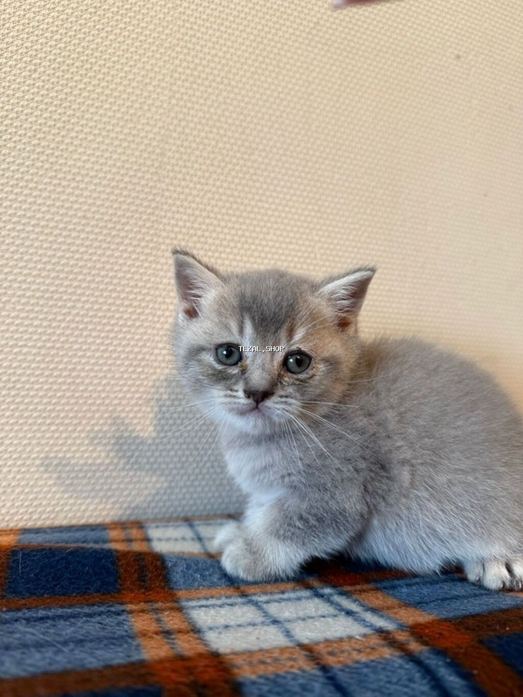 Şotland, Erkək, Dişi, Yaxşı əllərə, Ünvandan götürmə