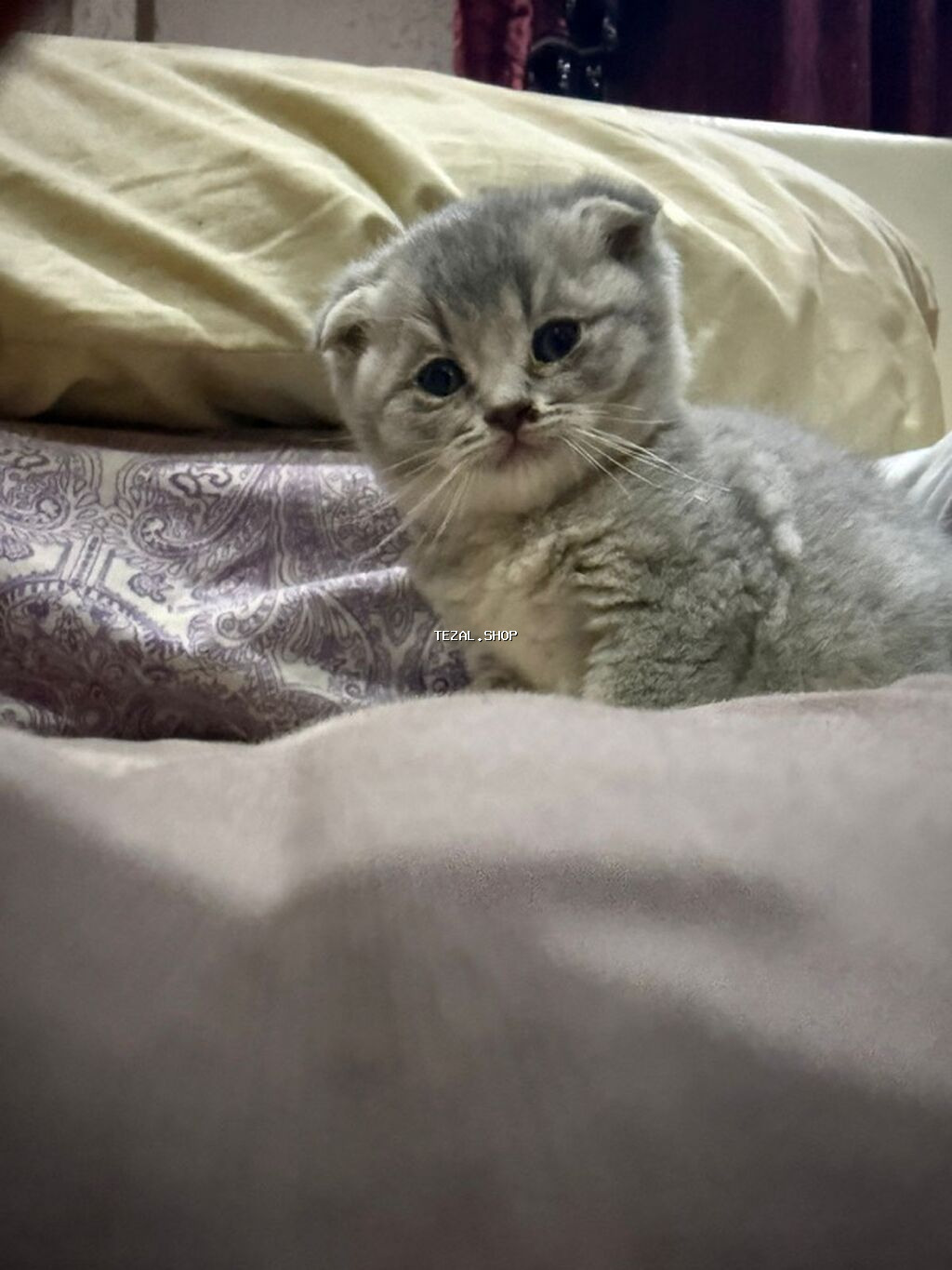 Şotland, Erkək, Dişi, Yaxşı əllərə, Ünvandan götürmə - şəkil 2