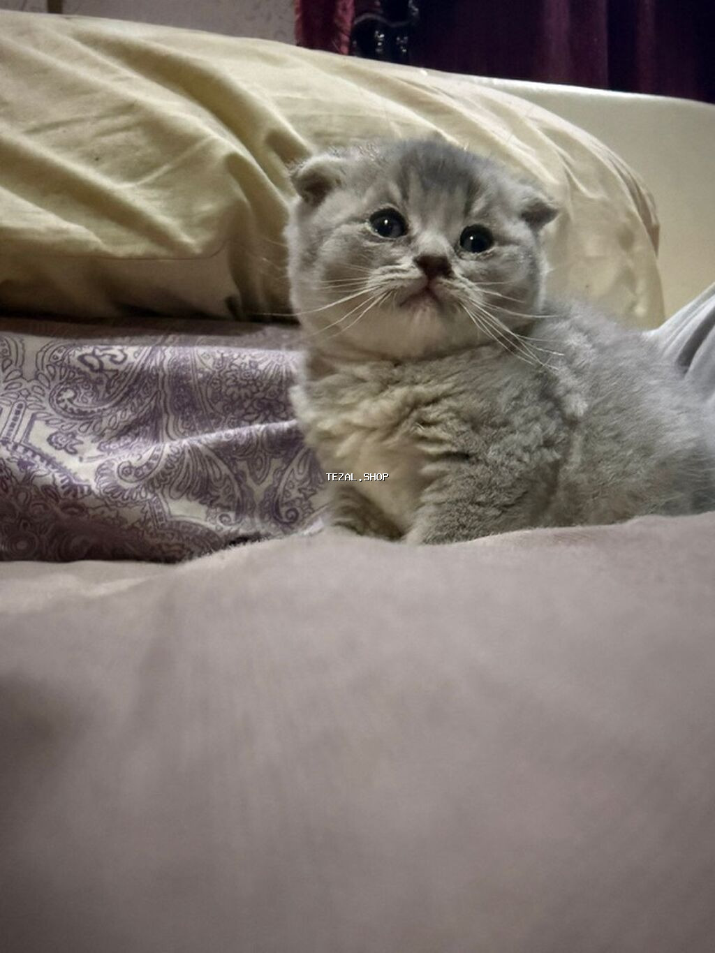 Şotland, Erkək, Dişi, Yaxşı əllərə, Ünvandan götürmə - şəkil 3