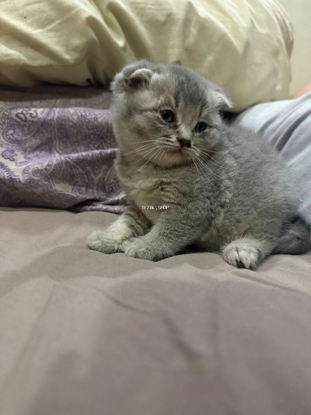 Şotland, Erkək, Dişi, Yaxşı əllərə, Ünvandan götürmə - şəkil 4