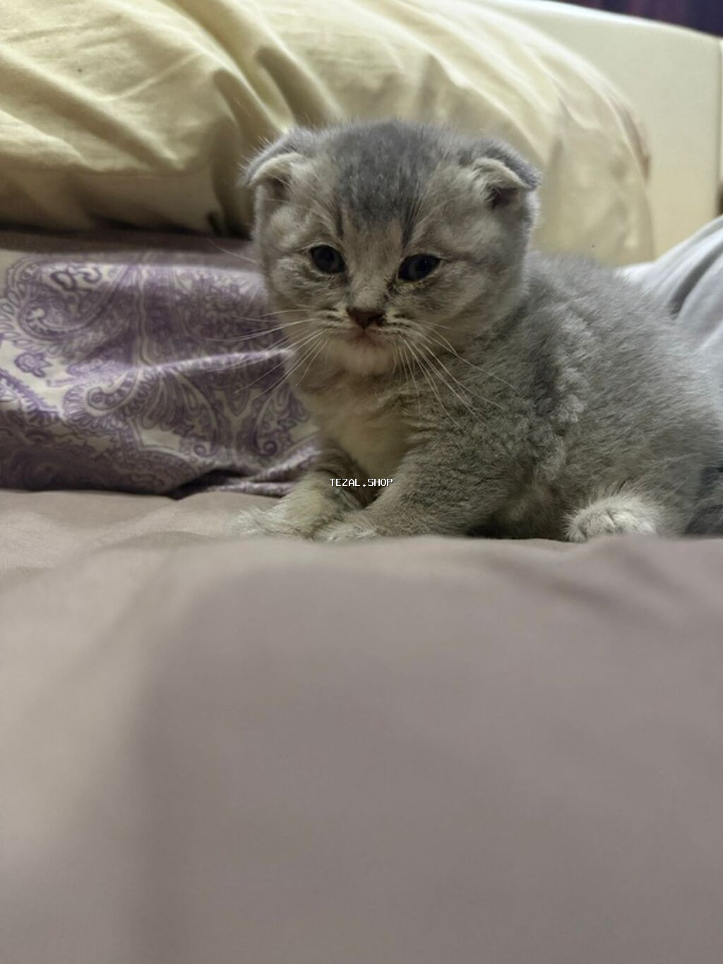 Şotland, Erkək, Dişi, Yaxşı əllərə, Ünvandan götürmə - şəkil 5