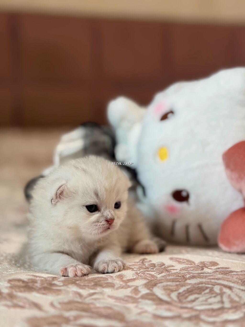 Şinşilla, Erkək, Yaxşı əllərə, Ünvandan götürmə