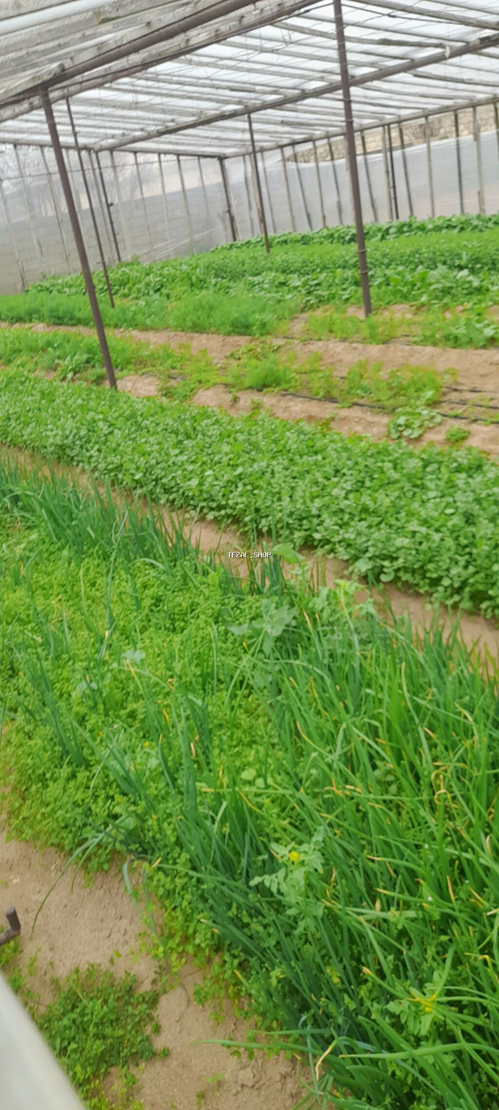 Topdan Tərəvəzlər Göyərti bakı Zirə kənd təsərrüfatı məhsullarının hər