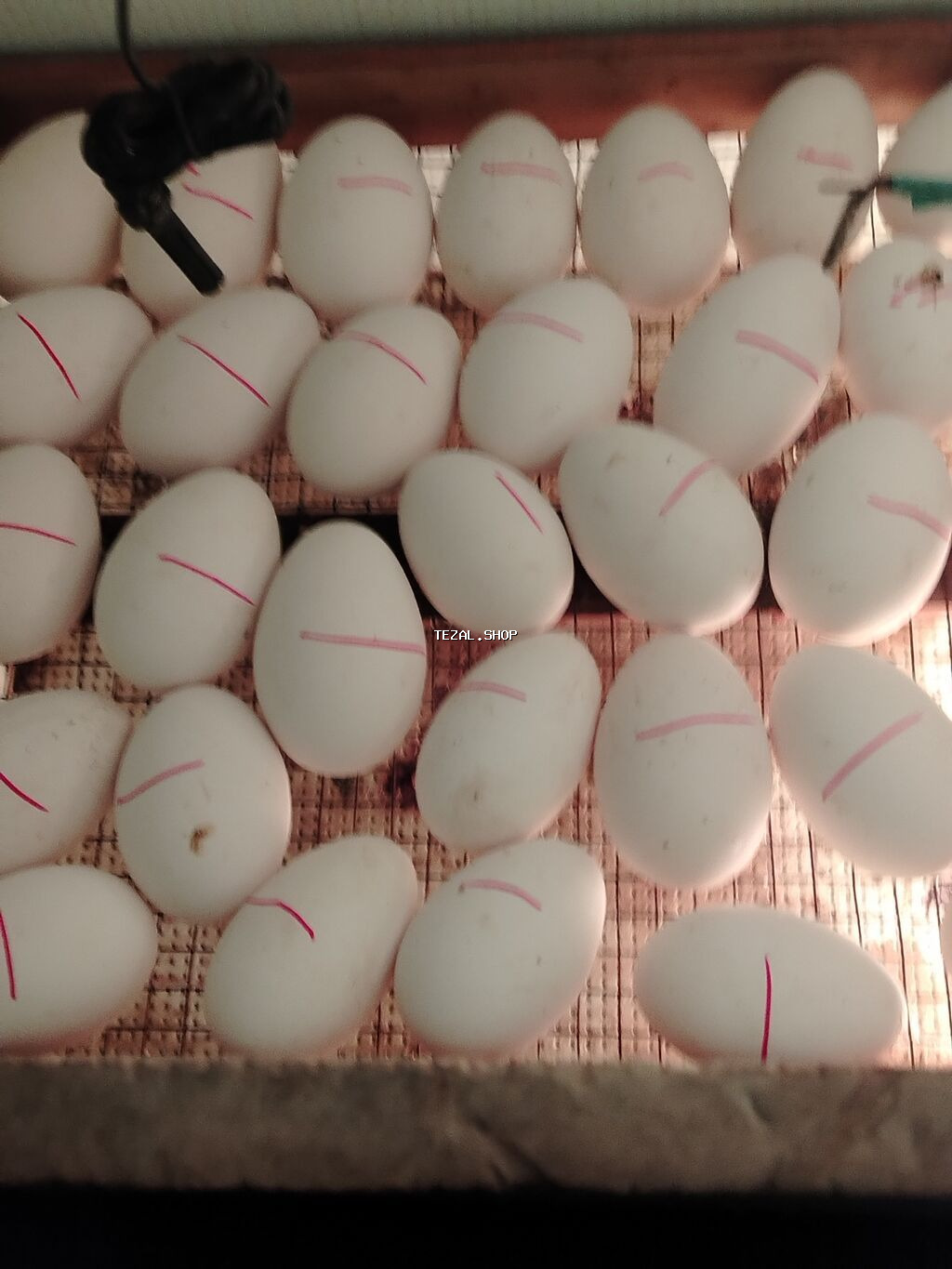 İnkubasiya üçün nəzərdə tutulmuş linda yumurtaları təklif olunur