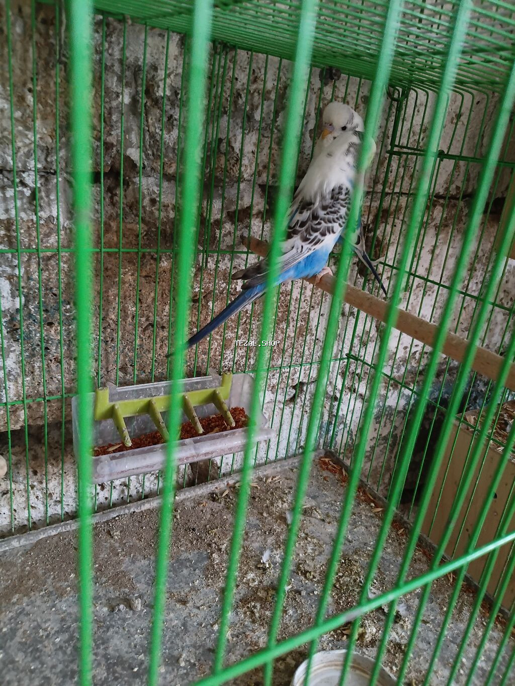 Hazir bala veren texas cutler satilir cutu 45 azn ciddi aliciya